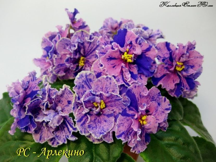 poza net - RS Arlekin