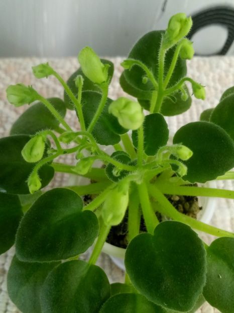 30 oct - Emerald Bells