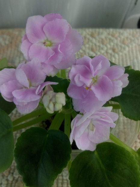 30 oct - ZZ RS Rozovyi Rai