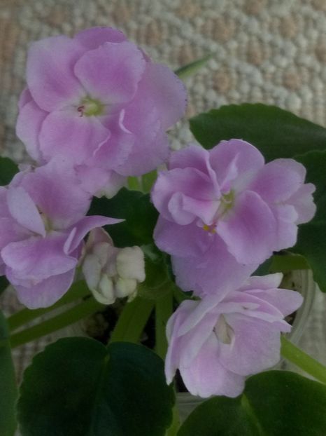 30 oct - ZZ RS Rozovyi Rai