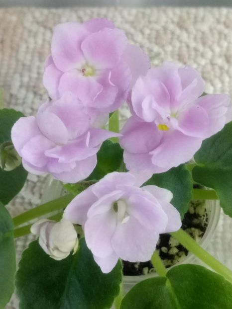 30 oct - ZZ RS Rozovyi Rai