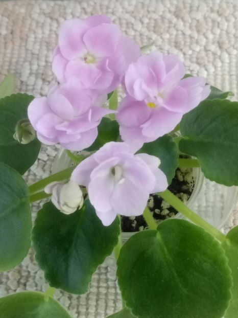 30 oct - ZZ RS Rozovyi Rai