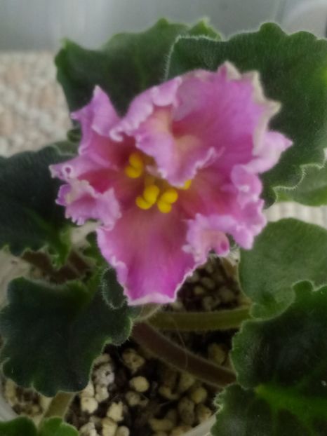 30 oct - AV Barbariska