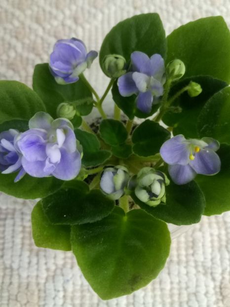 30 oct - LE Son Trava