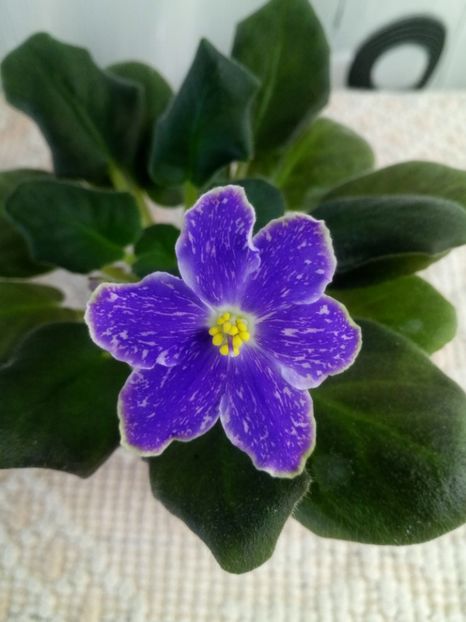 30 oct - ND Uraljskiye Samotsvety