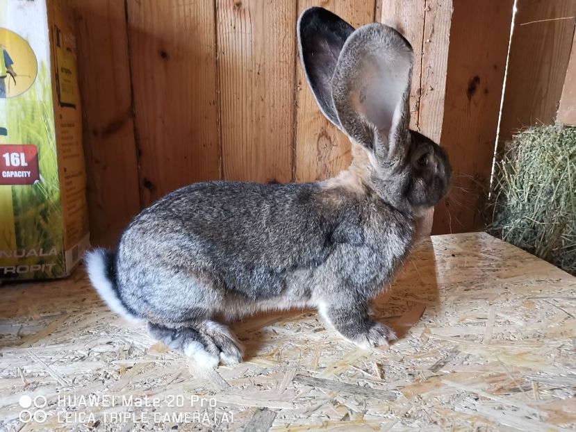  - MASCUL_NR_1-RO 25 506250