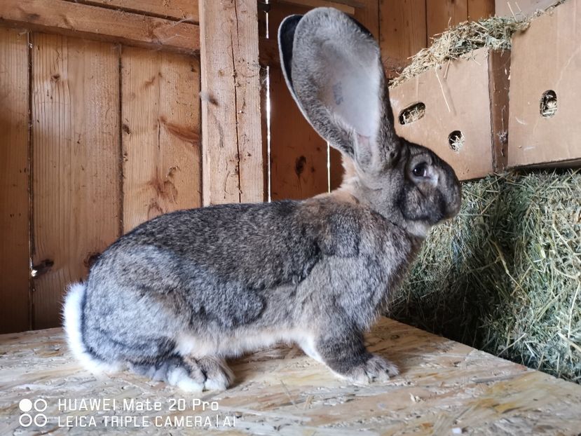  - MASCUL_NR_1-RO 25 506250