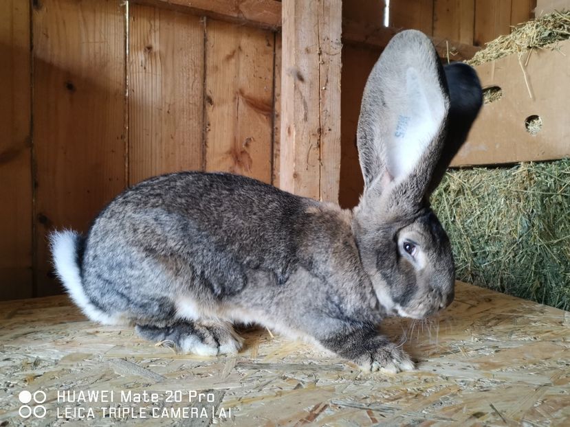  - MASCUL_NR_1-RO 25 506250