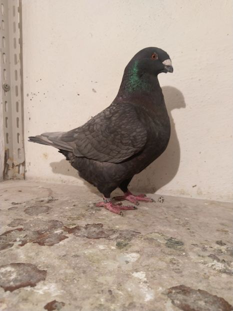 Femelă 2020. D638 Davide Pasqualetti - Porumbei vânduți