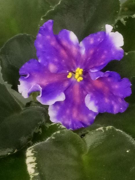 30 oct - VaT Tsar Goroh