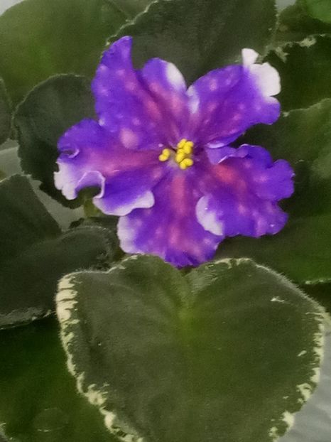 30 oct - VaT Tsar Goroh