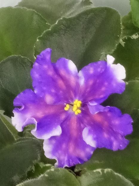 30 oct - VaT Tsar Goroh