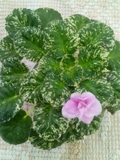 15 mai - Watermelon Snow