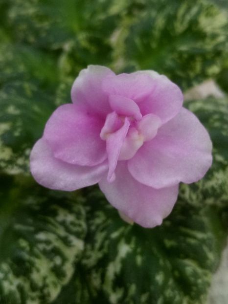 15 mai - Watermelon Snow