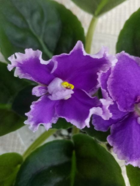 30 oct - ZZ Victorian Velvet