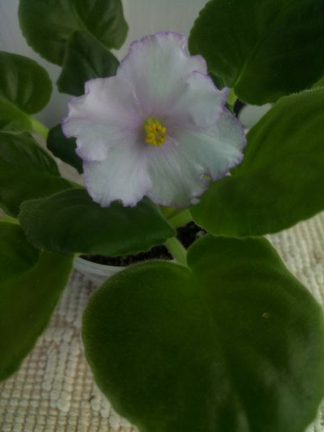 30 oct - ZZ Diamond Girl