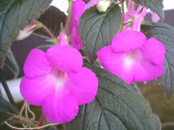 Hilda Michelson - ACHIMENES