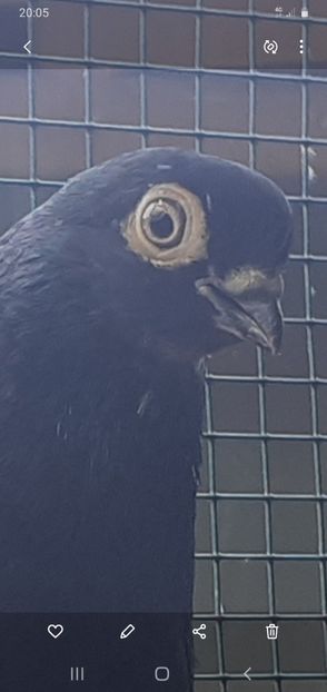 Screenshot_20201103-200542_Gallery - 6-Negru Codalb Romanesc