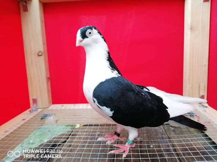  - arhiva_porumbei dragi mie