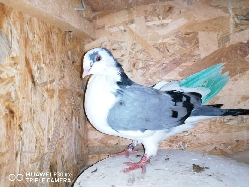  - arhiva_porumbei dragi mie