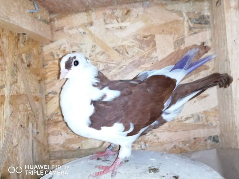  - arhiva_porumbei dragi mie