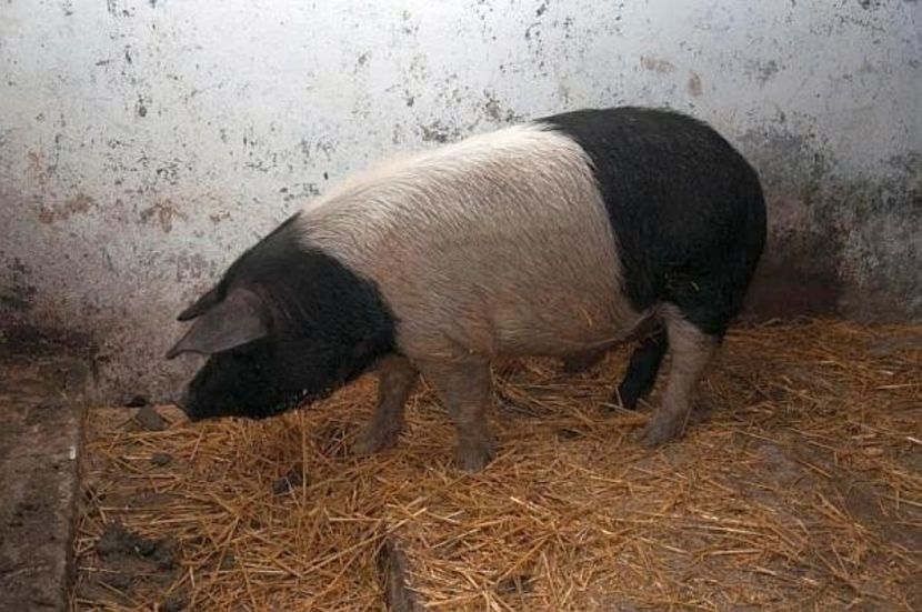 porc Bazna - Rase de porc care participa la concursuri culinare