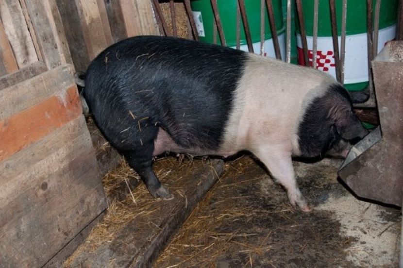 porc Bazna- rezultat al incrucisarii raselor Berkshire cu rase locale romanesti - Rase de porc care participa la concursuri culinare