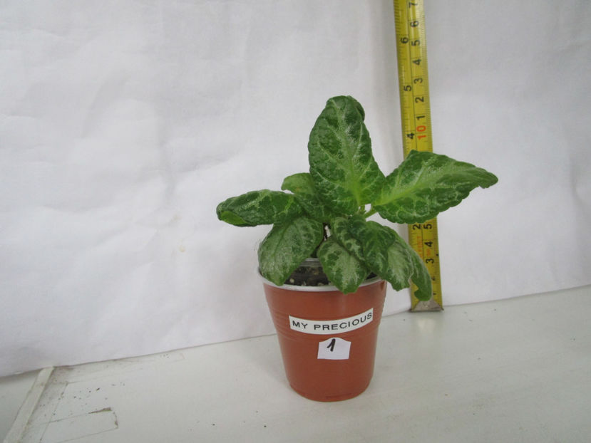 episcia My Precious 1(15) rez  fl - date 2020