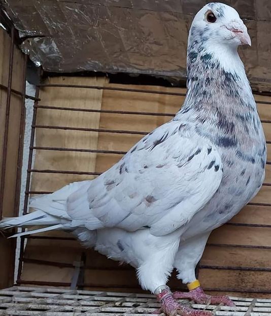  - NU IMI APARTIN ALBUM NR 2