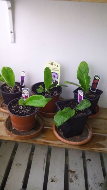  - streptocarpus