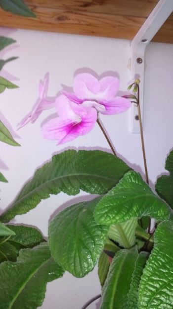  - streptocarpus