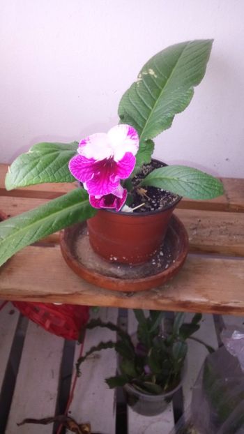  - streptocarpus