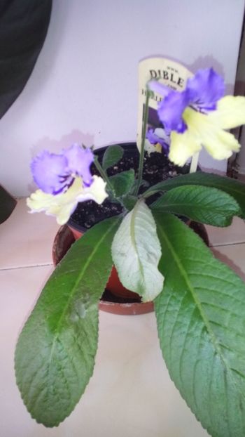  - streptocarpus