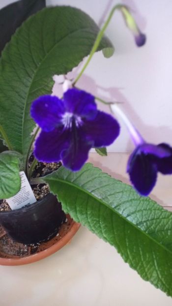  - streptocarpus