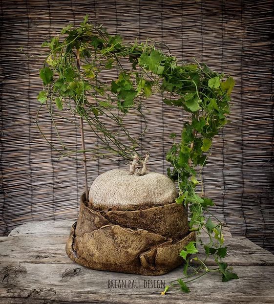 Ibervillea lindheimeri - Vase - aranjamente - accesorii