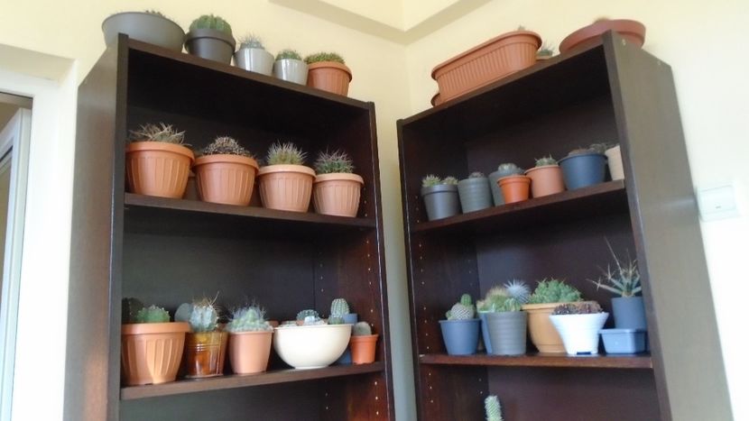 1 nov. 2020 - La locul de iernare - Cactusi 2020 Gymnocalycium