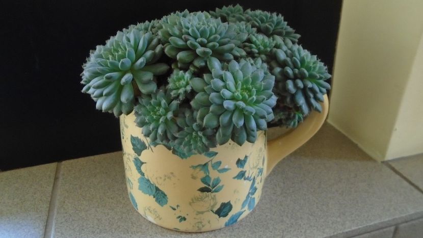 Echeveria setosa v. deminuta - Suculente 2020