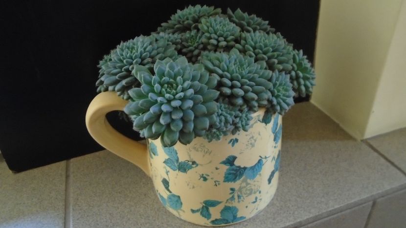 Echeveria setosa v. deminuta - Suculente 2020