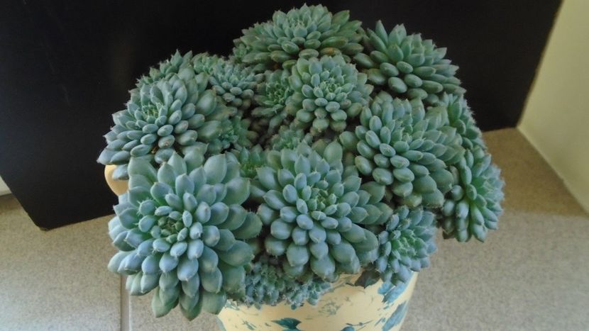 Echeveria setosa v. deminuta - Suculente 2020