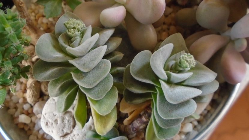Crassula cv. Morgan’s Beauty, boboci - Suculente 2020