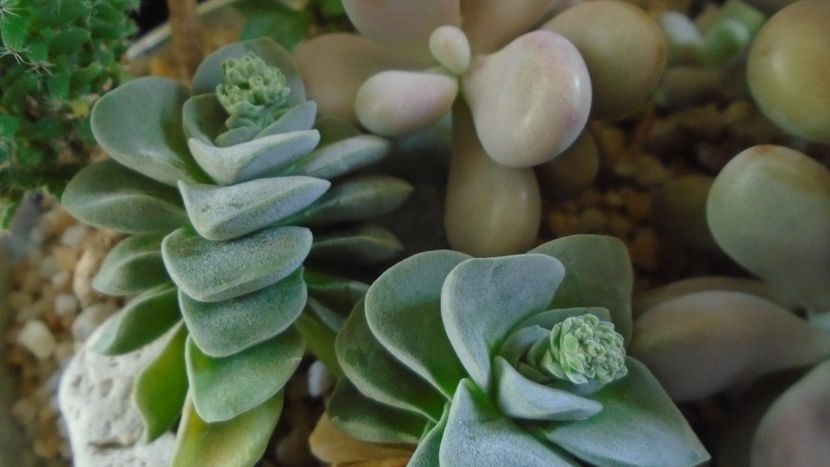 Crassula cv. Morgan’s Beauty, boboci - Suculente 2020