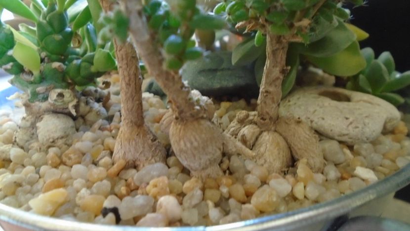 Trichodiadema bulbosum, detaliu - Suculente 2020