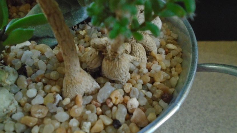 Trichodiadema bulbosum, detaliu - Suculente 2020