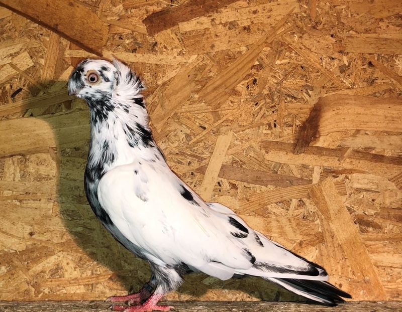 8685  mascul  2020 - Plecați ALBUM 3