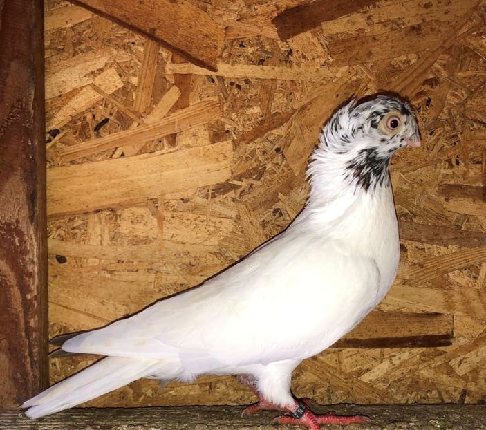 8745  femelă  2020 - Plecați ALBUM 3