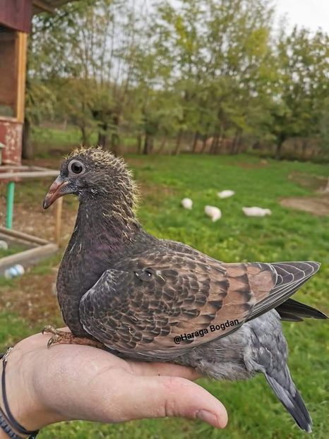  - NU IMI APARTIN ALBUM NR 2