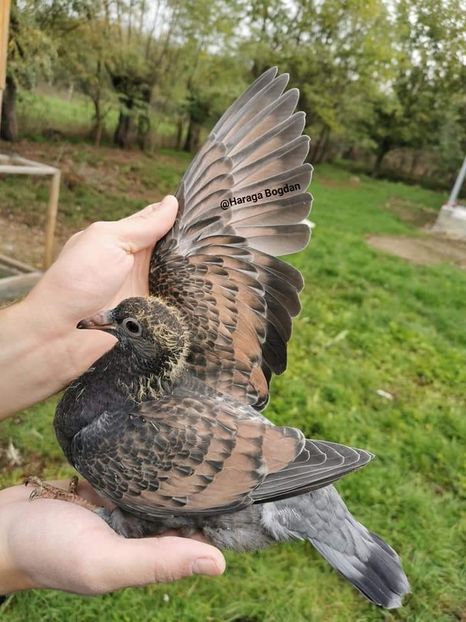  - NU IMI APARTIN ALBUM NR 2