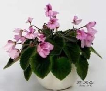 LE Stella - Violete