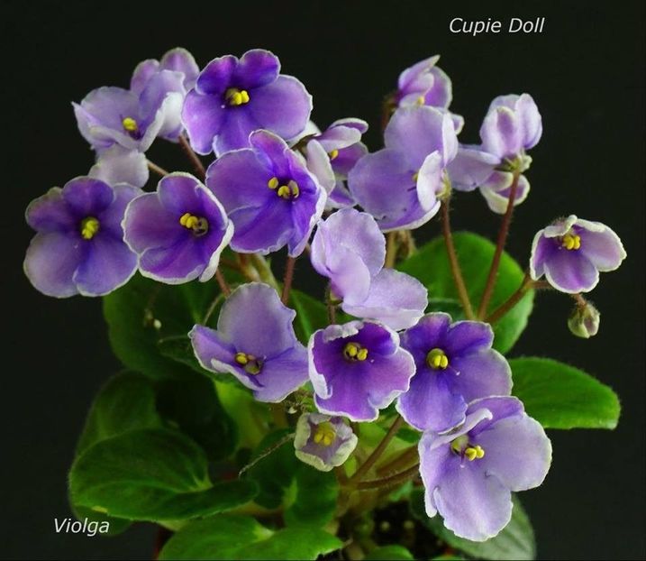 Cupie Doll - Violete