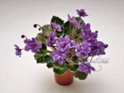 Millady - Violete